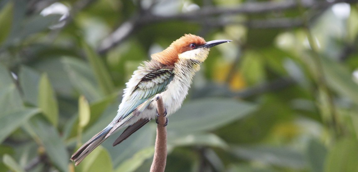 Burung panca warna