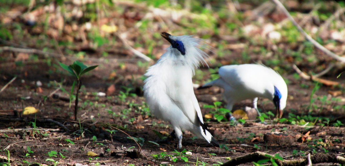 Curik Bali (Leucopsar rotschildi)