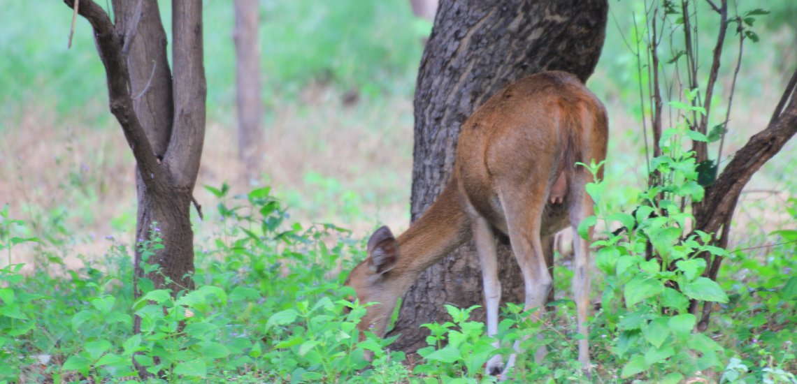 Rusa timorensis