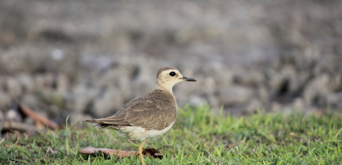 Burung pantai